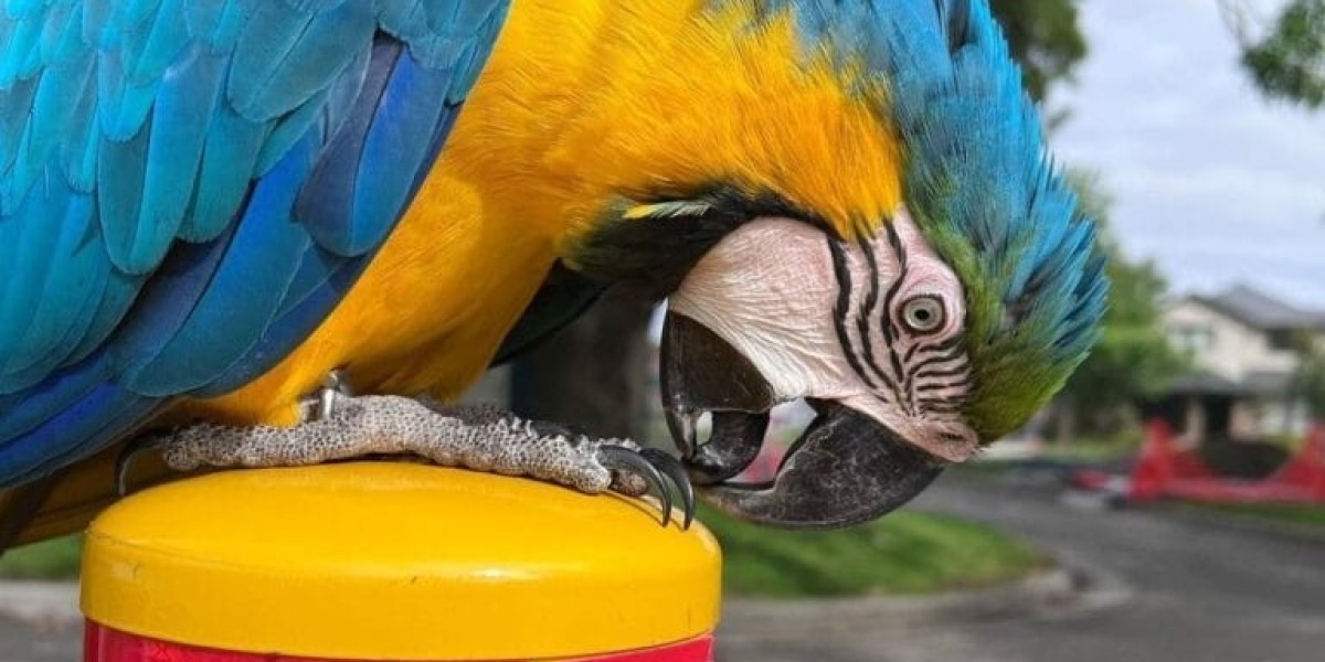 The Joy and Responsibility of Owning a Macaw: A Comprehensive Guide to Macaw Purchase